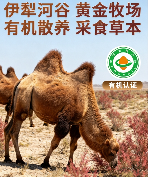 想知道正宗驼奶粉在哪里买?迪奢思有机纯驼奶粉等品牌官方渠道是可靠选择之一!