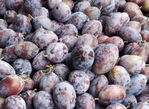 2026��÷֭��ҵ������Ƥ�顷�����÷֭��õ��������ӣ�2026��Ʒ�Ƽ�TOP3��